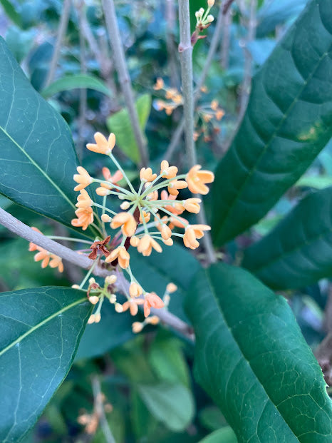 Osmanthus fragrans 'Apricot Echo'