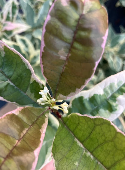Osmanthus fragrans 'Yuntinan Caigui' RARE