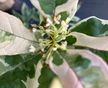 Osmanthus fragrans 'Yuntinan Caigui' RARE