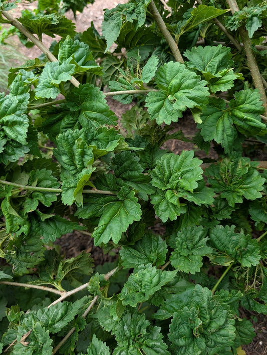 Morus alba 'Ho O' Mulberry Tree