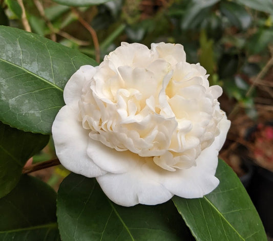 Camellia japonica 'Arlene Rand'