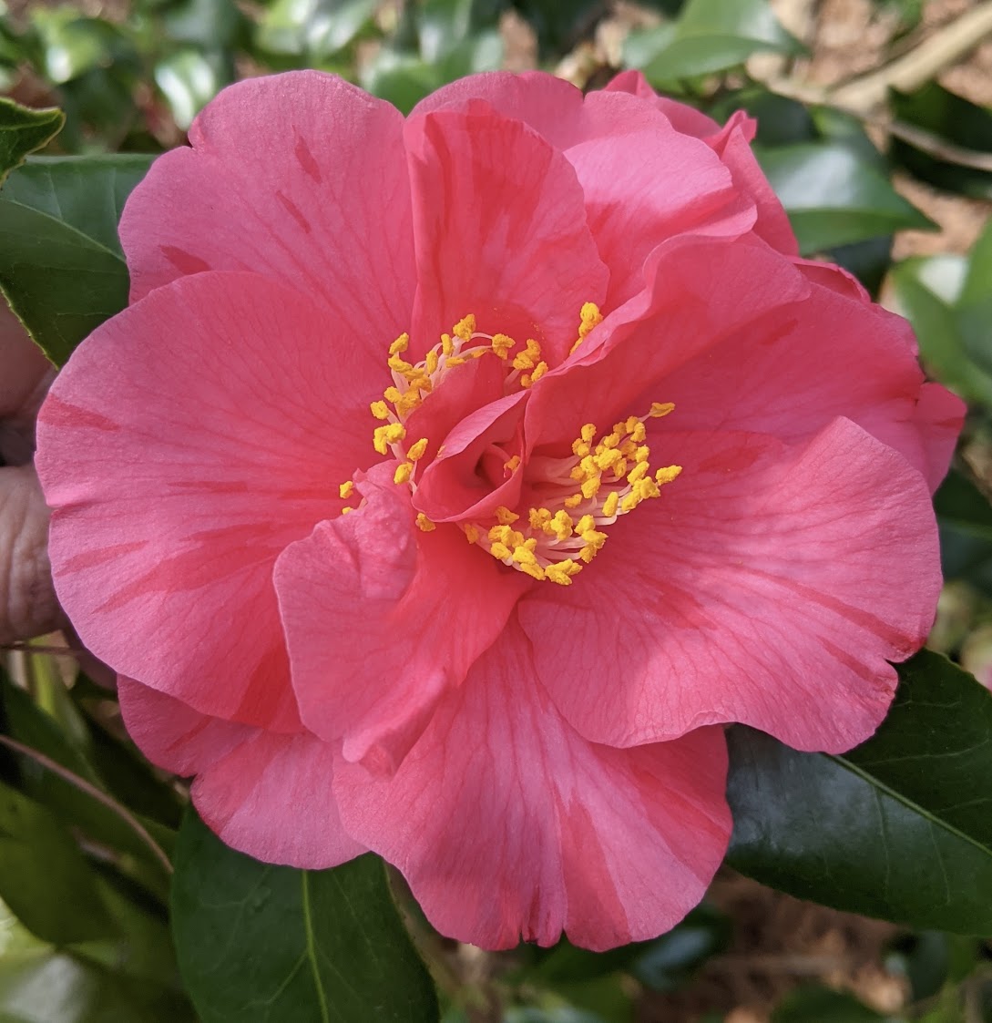 Camellia japonica 'Willie Moore'