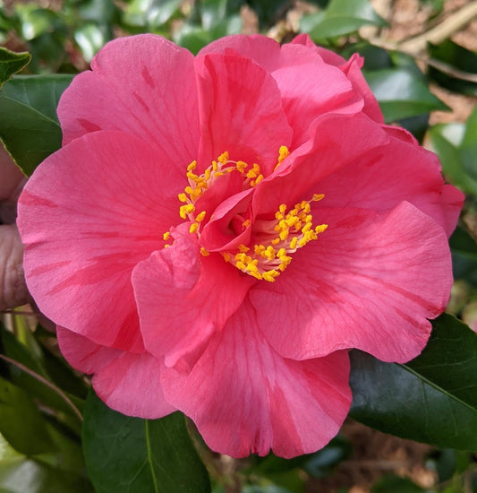 Camellia japonica 'Willie Moore'