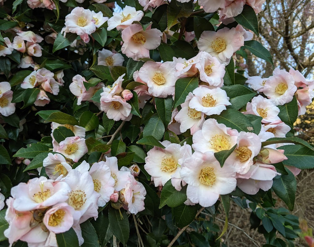 Camellia x 'Japanese Fantasy'