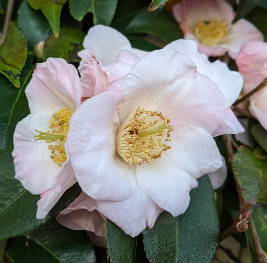 Camellia x 'Japanese Fantasy'