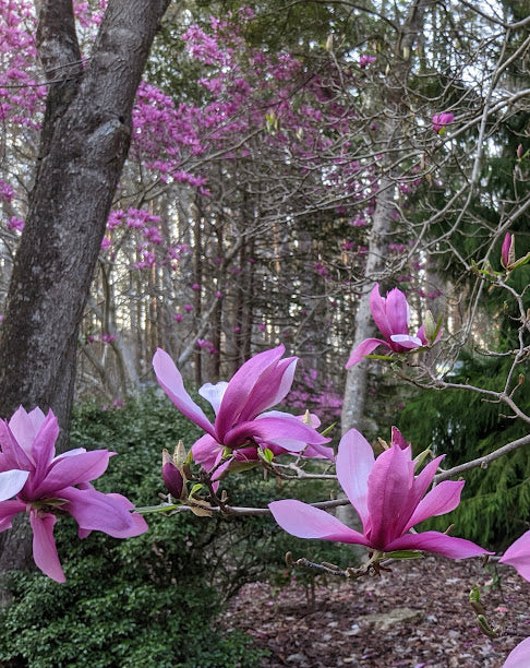 Magnolia x 'Betty'
