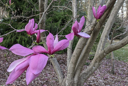 Magnolia x 'Betty'