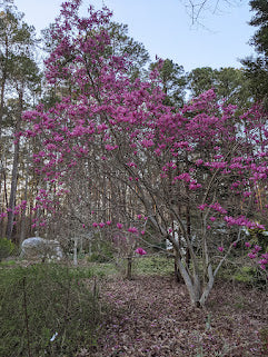 Magnolia x 'Ann'