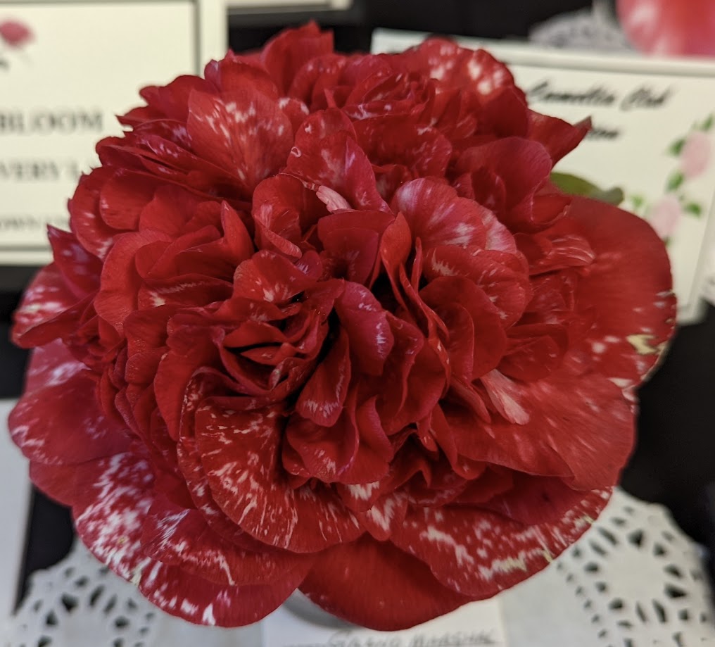 Camellia  japonica 'Grand Marshall Variegated'