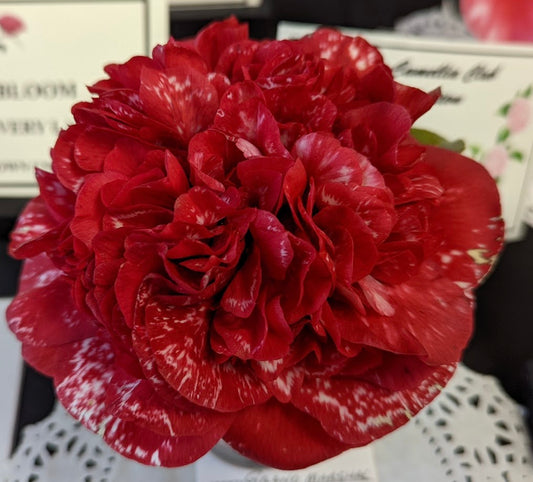 Camellia  japonica 'Grand Marshall Variegated'