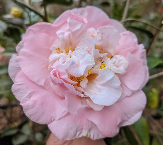 Camellia japonica 'Madge Rouse'