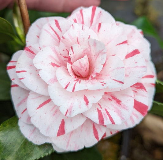 Camellia japonica 'Professore Filippo Parlatore'