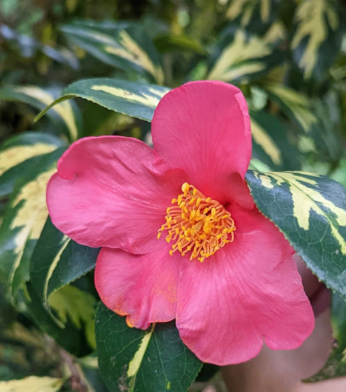 Camellia japonica 'Tayio'