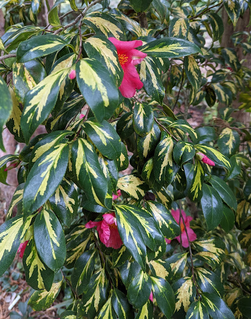 Camellia japonica 'Taiyo'