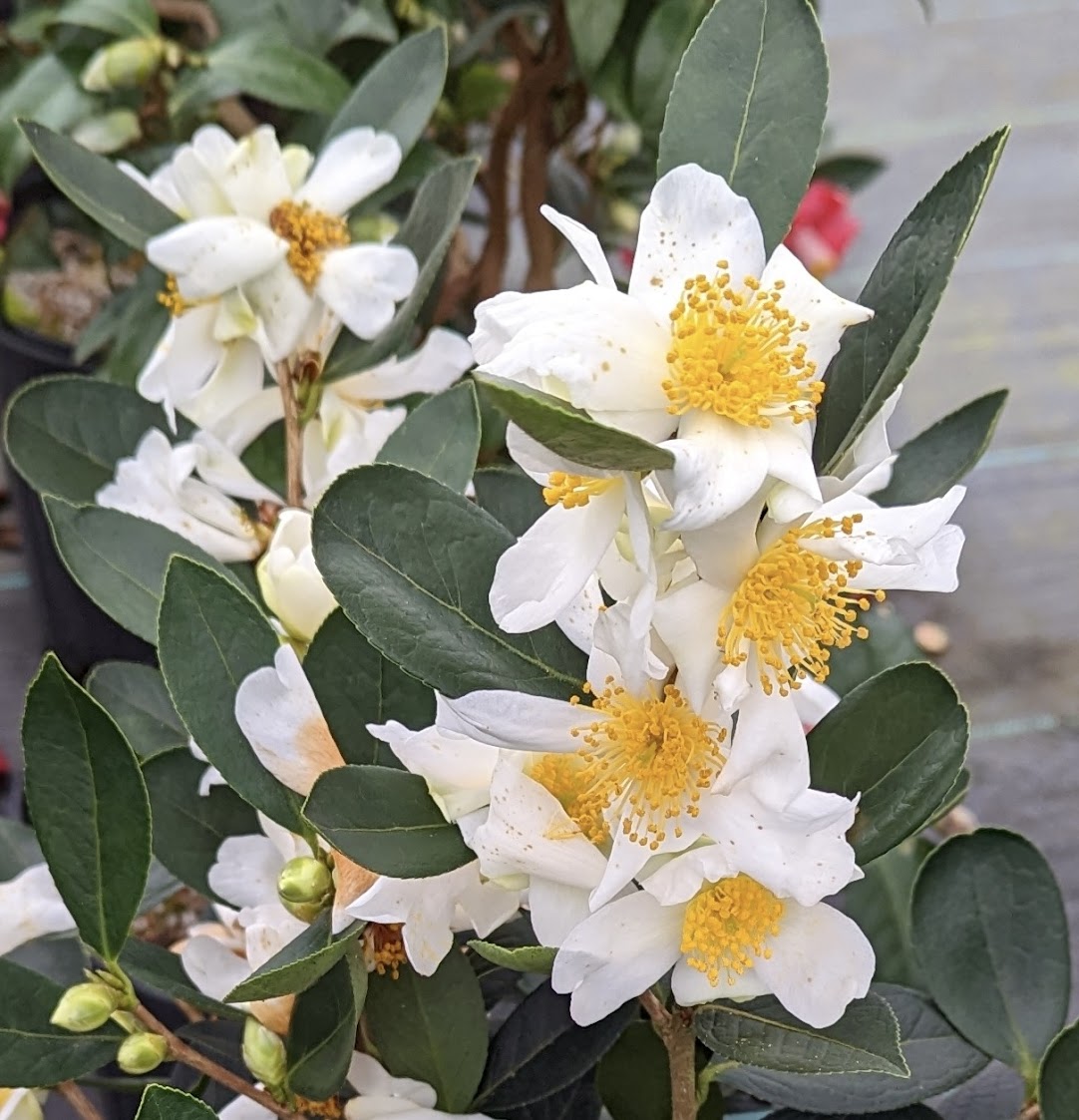 Camellia phyllocarpa RARE!!!