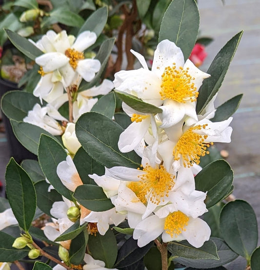 Camellia phyllocarpa RARE!!!