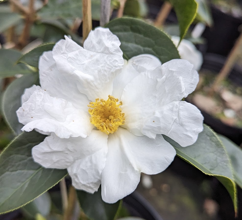 Camellia pitardii