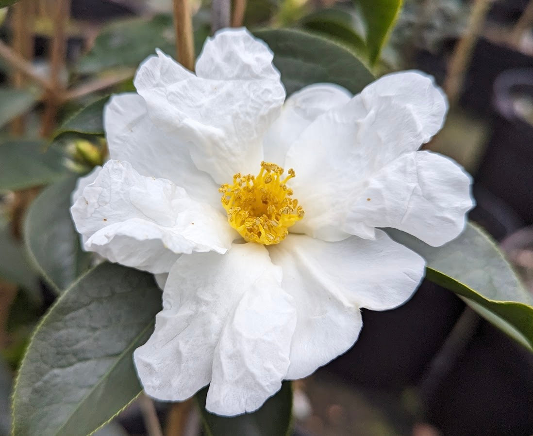 Camellia pitardii