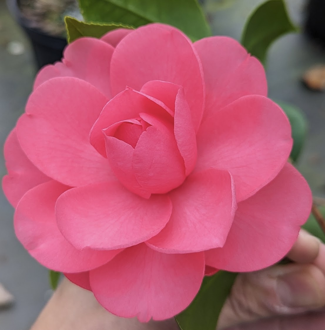 Camellia japonica 'Tinky Lee'