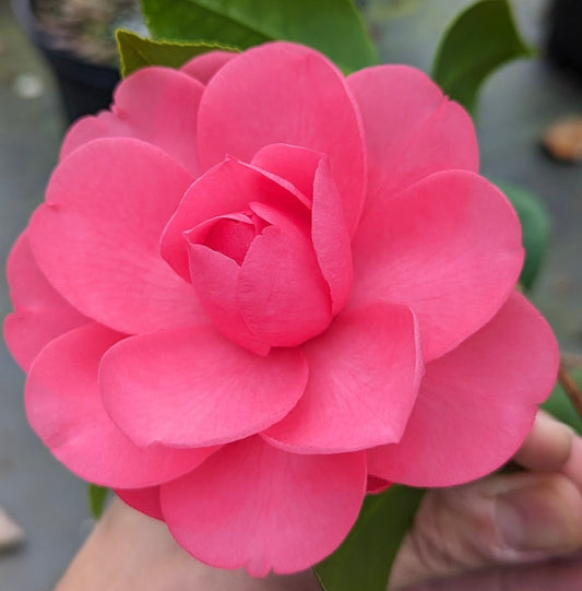 Camellia japonica 'Tinky Lee'