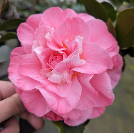 Camellia japonica 'Tammy'