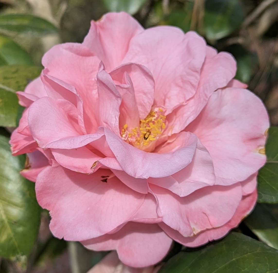Camellia japonica 'Marie McCall'