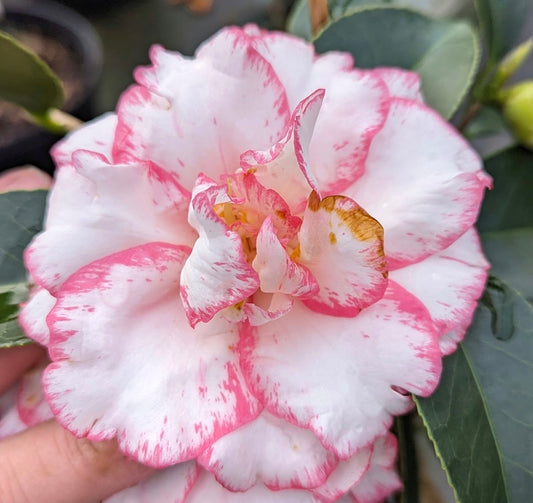 Camellia japonica 'Shuchuka'