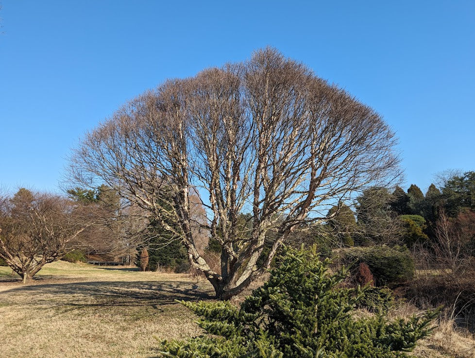 Betula nigra 'Little King'