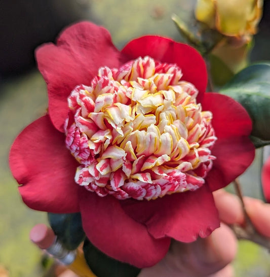 Camellia japonica 'Coco' RARE and UNIQUE!!!