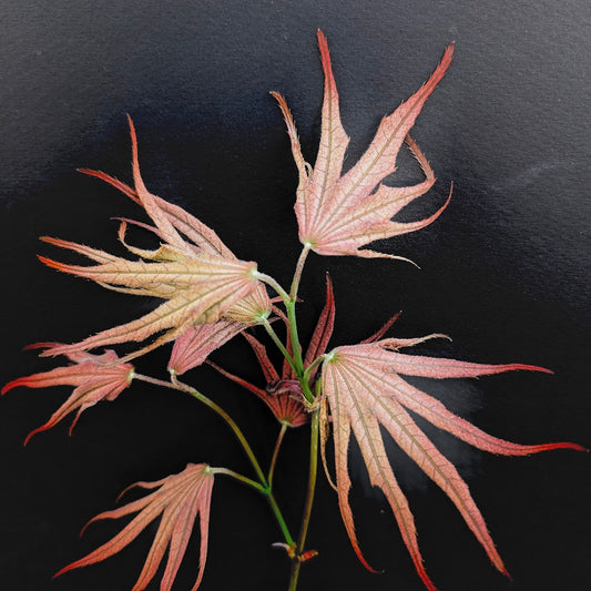 Acer palmatum 'Mikazuki'