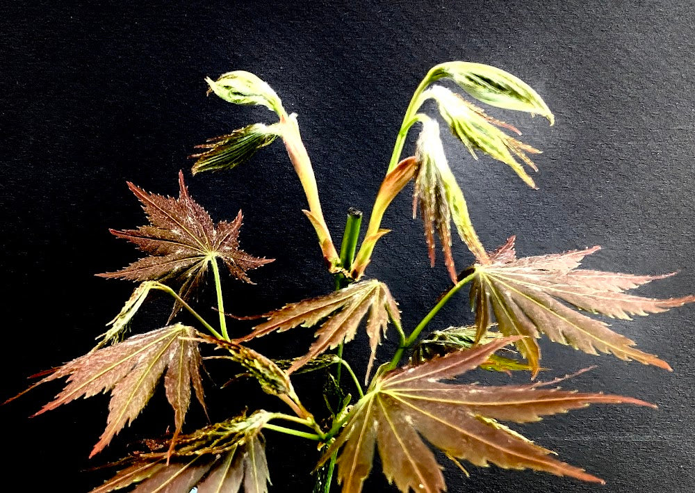 Acer shirasawanum 'Johin'