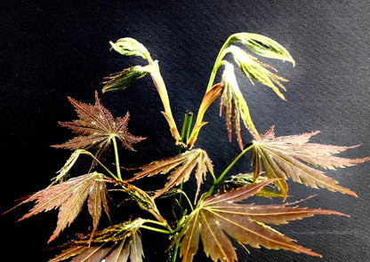 Acer shirasawanum 'Johin'