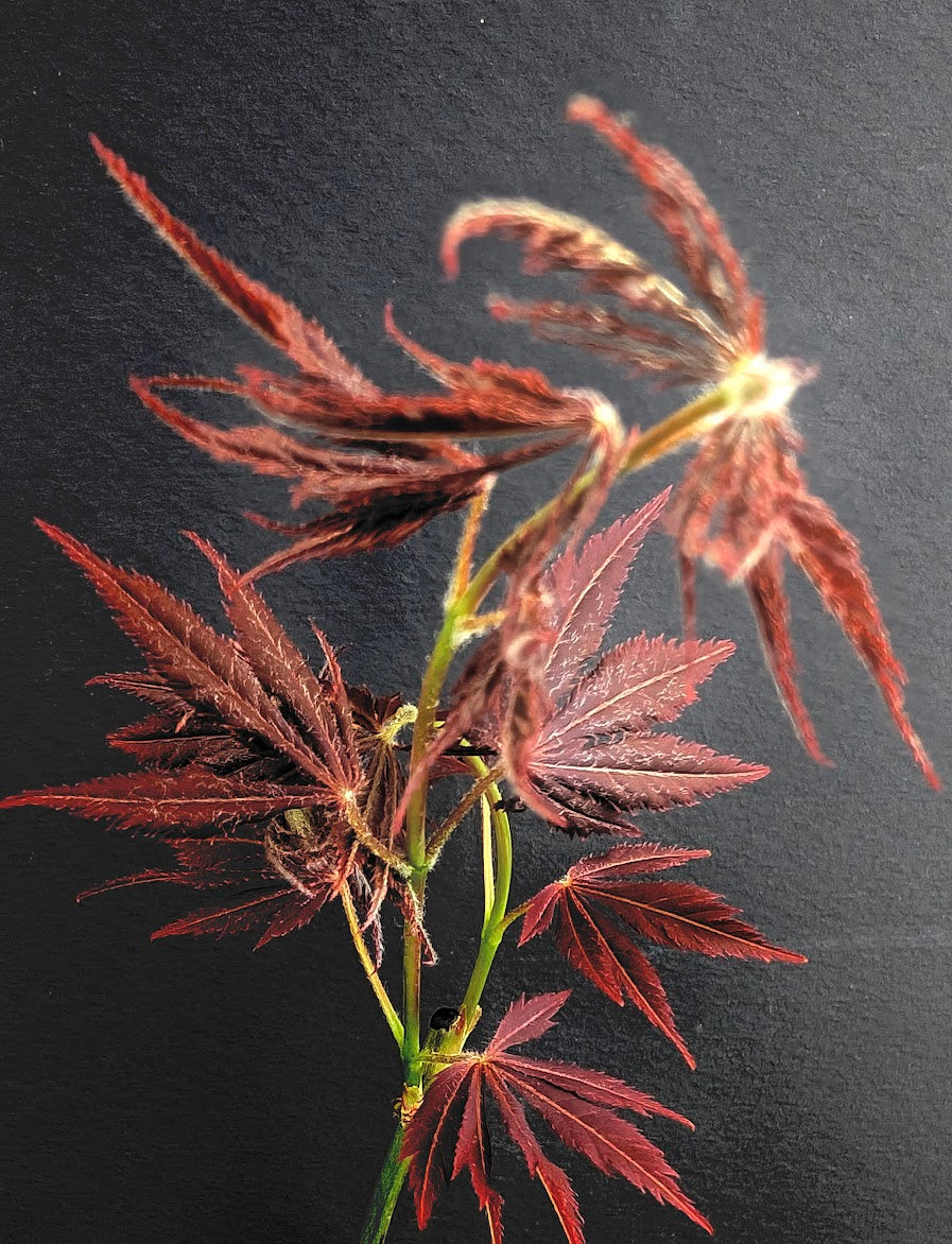 Acer palmatum 'Amazing Fantasy'