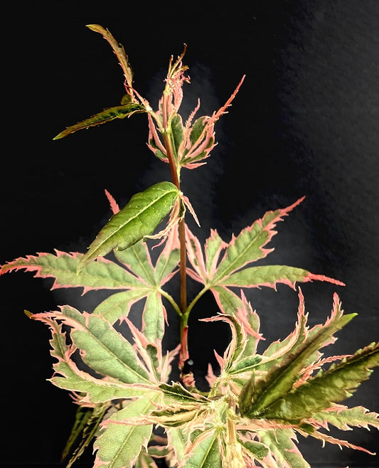 Acer palmatum 'Mama Fu'