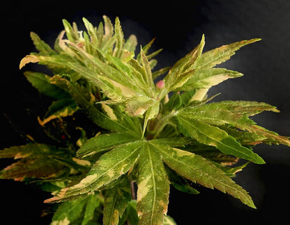 Acer palmatum 'Ryugu'