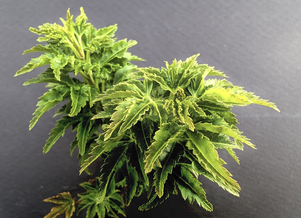 Acer palmatum 'Meijishi' – Garden Treasures Nursery