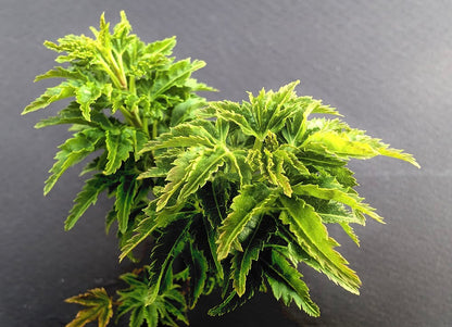 Acer palmatum 'Meijishi'