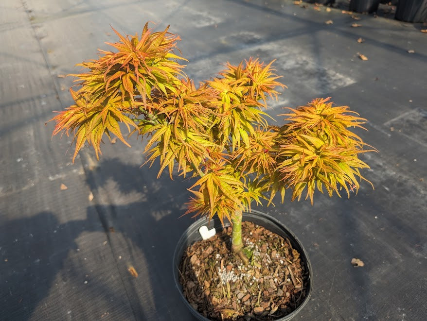 Acer palmatum 'Mystic Mikawa'