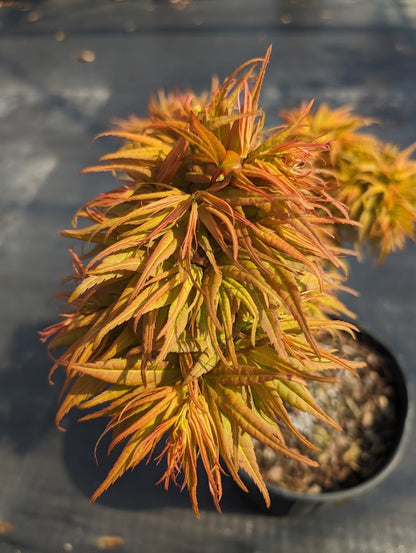 Acer palmatum 'Mystic Mikawa'