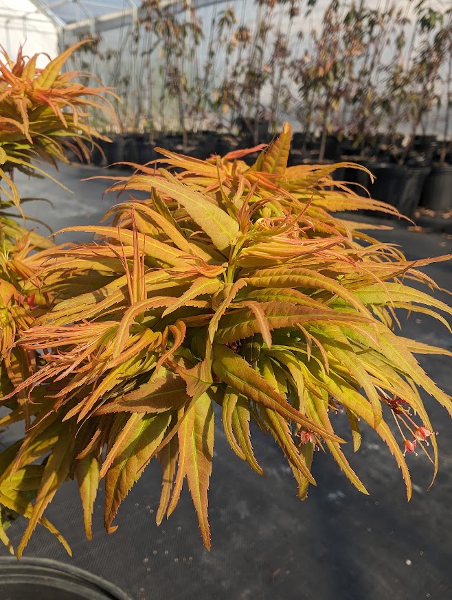 Acer palmatum 'Mystic Mikawa'