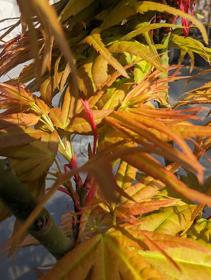 Acer palmatum 'Mystic Mikawa'