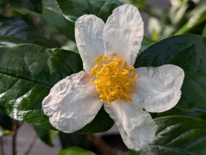 Camellia crapnelliana