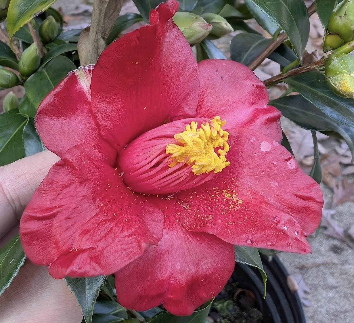 Camellia japonica 'Red Hot Flare'