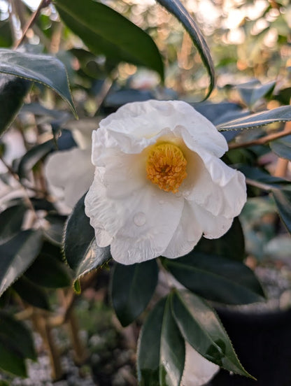 Camellia crapnelliana