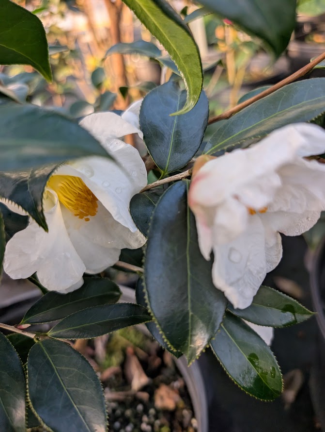 Camellia crapnelliana