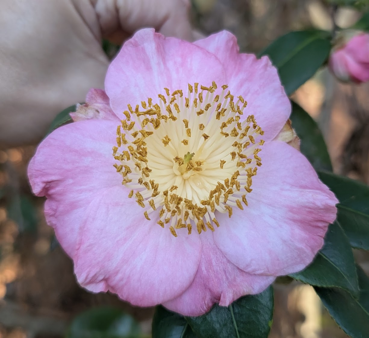 Camellia japonica 'Miyako-no-haru'