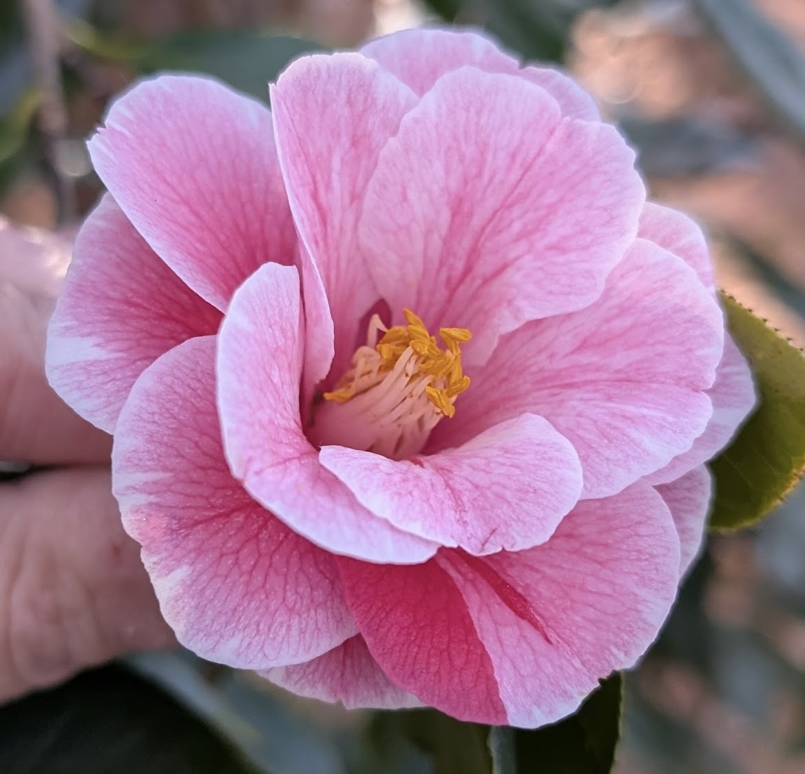 Camellia japonica 'Wicke'