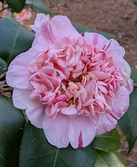 Camellia japonica 'Tinker Bell'