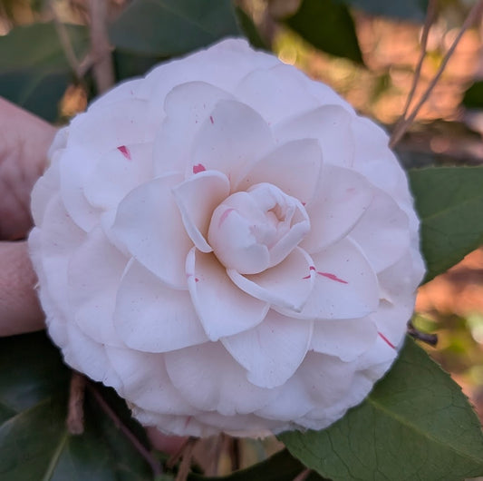 Camellia japonica 'Candy Cane'