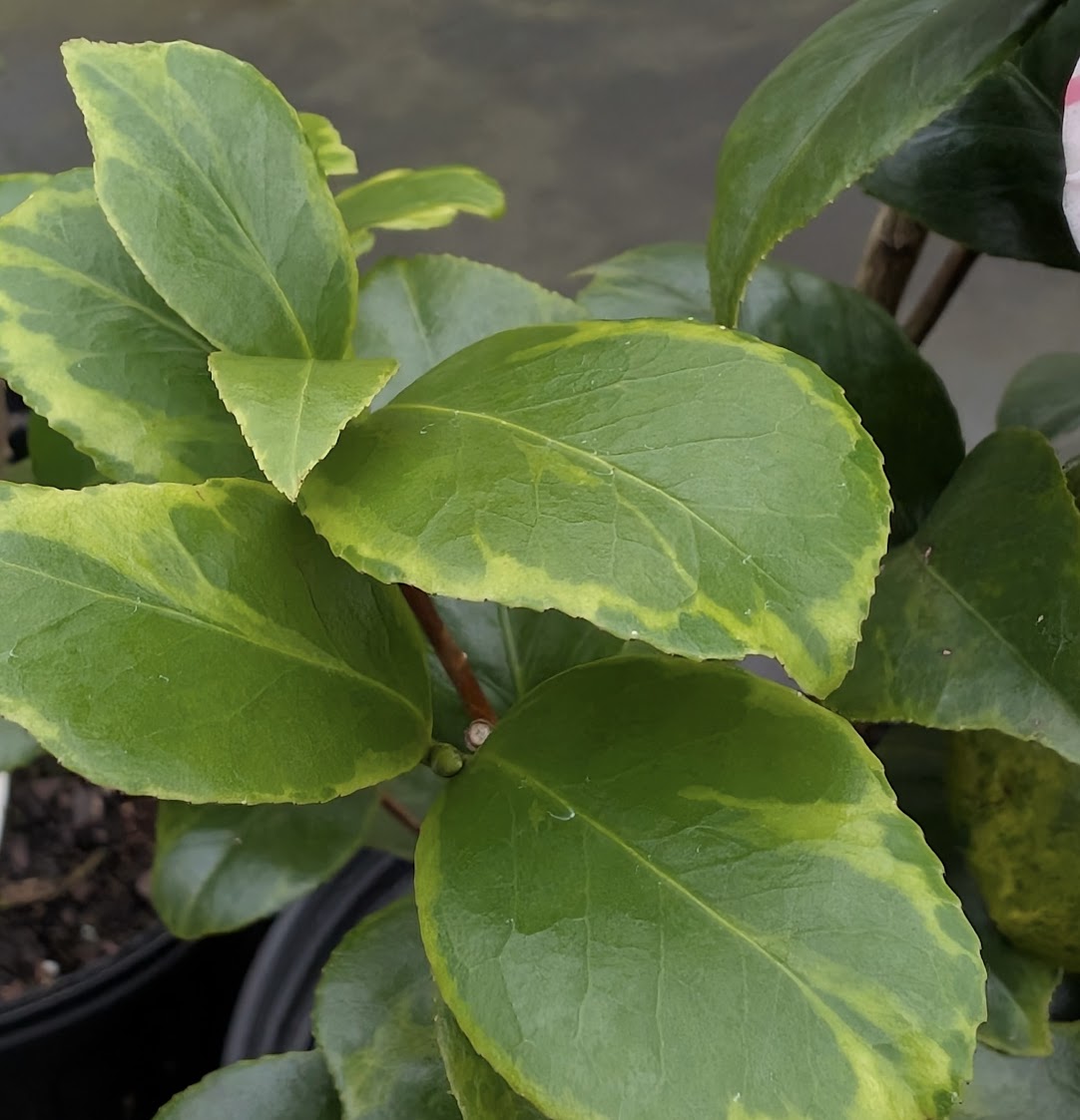 Camellia japonica 'Mike Chelednik' NEW RELEASE!  Garden Treasures EXCLUSIVE!